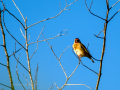 Jilguero europeo - Carduelis carduelis - Cadernera