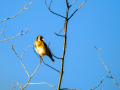 Jilguero europeo - Carduelis carduelis - Cadernera