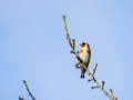 Jilguero europeo - Carduelis carduelis - Cadernera