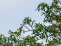 Jilguero europeo - Carduelis carduelis - Cadernera
