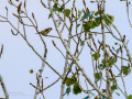 Jilguero europeo - Carduelis carduelis - Cadernera