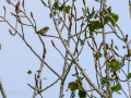 Jilguero europeo - Carduelis carduelis - Cadernera