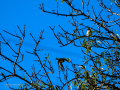 Jilguero europeo - Carduelis carduelis - Cadernera