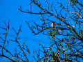 Jilguero europeo - Carduelis carduelis - Cadernera