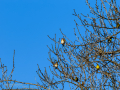 Jilguero europeo - Carduelis carduelis - Cadernera