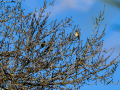Jilguero europeo - Carduelis carduelis - Cadernera