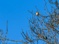 Jilguero europeo - Carduelis carduelis - Cadernera