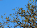 Jilguero europeo - Carduelis carduelis - Cadernera