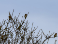 Jilguero europeo - Carduelis carduelis - Cadernera