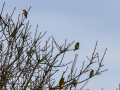 Jilguero europeo - Carduelis carduelis - Cadernera