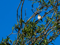 Jilguero europeo - Carduelis carduelis - Cadernera