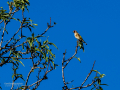 Jilguero europeo - Carduelis carduelis - Cadernera