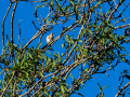 Jilguero europeo - Carduelis carduelis - Cadernera