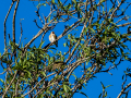 Jilguero europeo - Carduelis carduelis - Cadernera