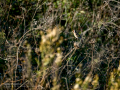 Jilguero europeo - Carduelis carduelis - Cadernera