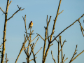 Jilguero europeo - Carduelis carduelis - Cadernera