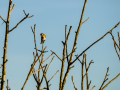 Jilguero europeo - Carduelis carduelis - Cadernera