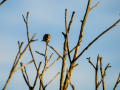 Jilguero europeo - Carduelis carduelis - Cadernera