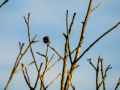 Jilguero europeo - Carduelis carduelis - Cadernera