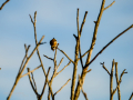 Jilguero europeo - Carduelis carduelis - Cadernera