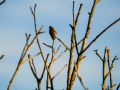 Jilguero europeo - Carduelis carduelis - Cadernera