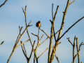 Jilguero europeo - Carduelis carduelis - Cadernera