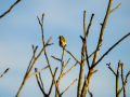 Jilguero europeo - Carduelis carduelis - Cadernera