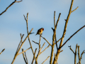 Jilguero europeo - Carduelis carduelis - Cadernera