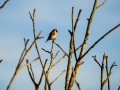Jilguero europeo - Carduelis carduelis - Cadernera