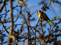 Jilguero europeo - Carduelis carduelis - Cadernera