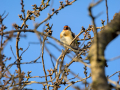 Jilguero europeo - Carduelis carduelis - Cadernera