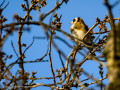 Jilguero europeo - Carduelis carduelis - Cadernera