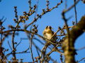 Jilguero europeo - Carduelis carduelis - Cadernera