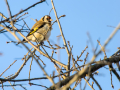 Jilguero europeo - Carduelis carduelis - Cadernera