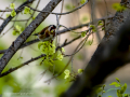Jilguero europeo - Carduelis carduelis - Cadernera