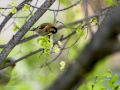 Jilguero europeo - Carduelis carduelis - Cadernera