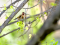 Jilguero europeo - Carduelis carduelis - Cadernera