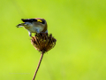 Jilguero europeo - Carduelis carduelis - Cadernera