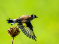 Jilguero europeo - Carduelis carduelis - Cadernera