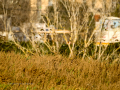 Jilguero europeo - Carduelis carduelis - Cadernera