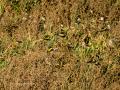 Jilguero europeo - Carduelis carduelis - Cadernera