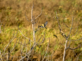 Jilguero europeo - Carduelis carduelis - Cadernera