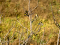 Jilguero europeo - Carduelis carduelis - Cadernera