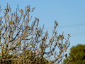 Jilguero europeo - Carduelis carduelis - Cadernera