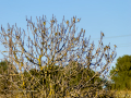 Jilguero europeo - Carduelis carduelis - Cadernera