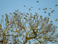 Jilguero europeo - Carduelis carduelis - Cadernera