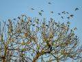 Jilguero europeo - Carduelis carduelis - Cadernera