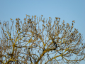 Jilguero europeo - Carduelis carduelis - Cadernera