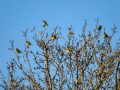 Jilguero europeo - Carduelis carduelis - Cadernera