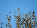 Jilguero europeo - Carduelis carduelis - Cadernera